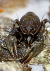 Fresh, live lobster on the counter of ice