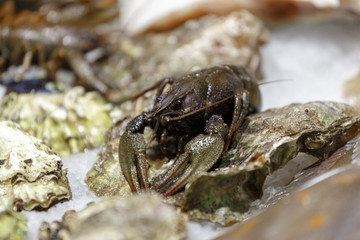 Fresh, live lobster on the counter of ice