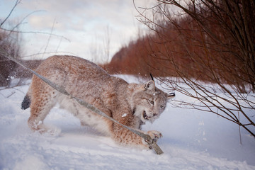 Abordable Eurasian Lynx, portrait in winter field