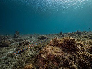 Naklejka na ściany i meble Seascape of coral reef in the Caribbean Sea around Curacao at dive site Playa Piskado with Cornetfish