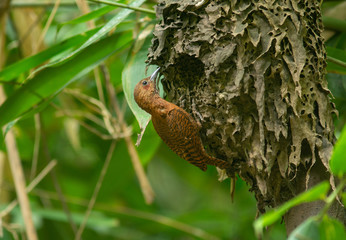 Rufous Woodpecker