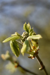 Austreibende Rosskastanie