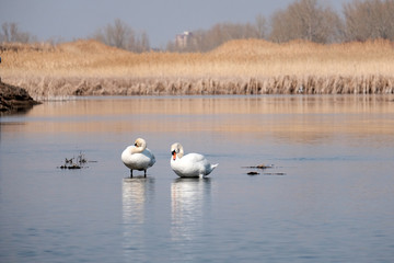 Swans resting in the river. Waterfowl concept. A pair of white swans.