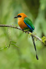Rufous motmot (Baryphthengus martii) is a near-passerine bird which is a resident breeder in rain forests from northeastern Honduras south to western Ecuador, northeastern Bolivia