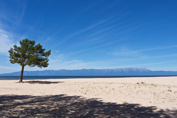 Beautiful sandy shore landscape with lonely pine , Lake Baikal Siberia Russia
