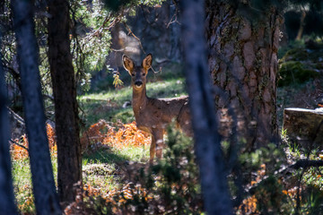 Roe deer in the forest