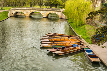 Punts moored on the bank of the river Cam, Cambridge, England