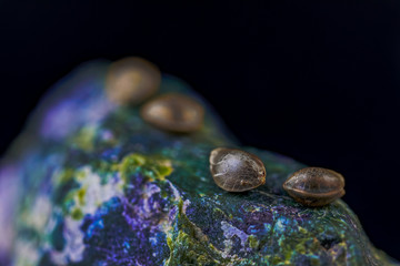 HDR Macro Photo of Medical Cannabis Seeds on the Colored Crystals Rock - Full Frame Picture.
