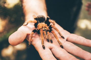 Birdeater tarantula spider sitting on hand. Bright red colourful giant arachnid.