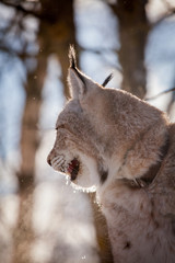 Abordable Eurasian Lynx, portrait in winter field