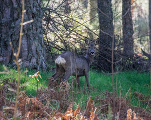 Roe deer in the forest