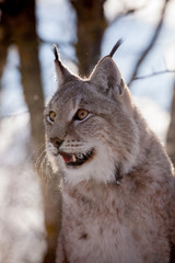 Abordable Eurasian Lynx, portrait in winter field