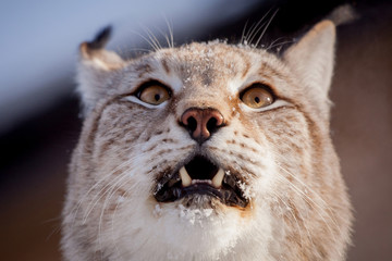 Abordable Eurasian Lynx, portrait in winter field