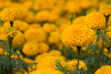 Orange Marigolds flower fields, selective focus