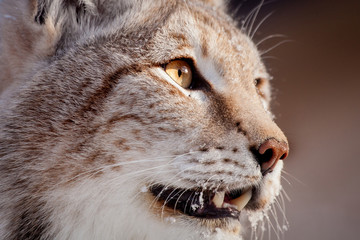 Abordable Eurasian Lynx, portrait in winter field