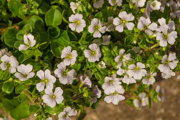 Tiny white flowers growing on a Gypsophila Cerastioides plant growing in north east Italy. This  perennial plant from the Caryophyllaceae family is commonly known as Chickweed Baby's Breath and is nat