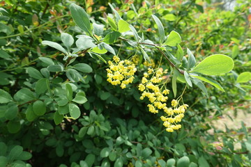 Pendulous panicles of yellow flowers of common barberry