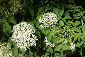 Corymbs with buds and flowers of European elderberry in spring