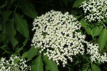 Large flat corymb of white flowers of European elderberry
