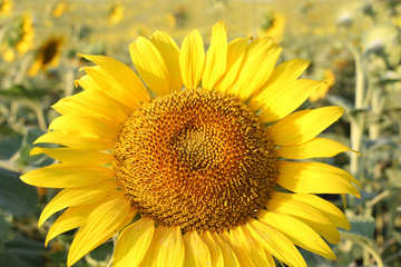 sunflower closeup in a sunflower field of sunflowers