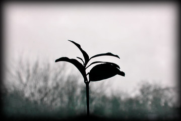 Young sprout. Black white image. Background