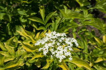 White flowers and golden green foliage of European elderberry