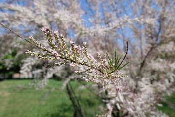 Buds and small pink flowers of Tamarix ramosissima