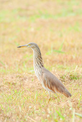 The Chinese pond heron is an East Asian freshwater bird of the heron family. It is one of six species of birds known as 