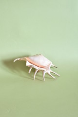 Conchiglia