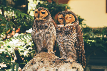 Two brown Perched Barred Owls sitting on a stone