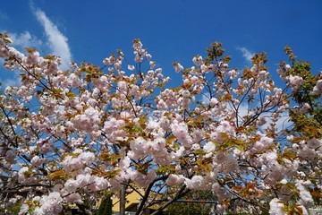 花桃