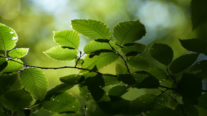 Closeup of leaves in summer