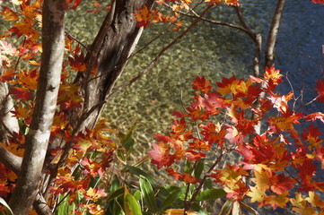 水辺の紅葉