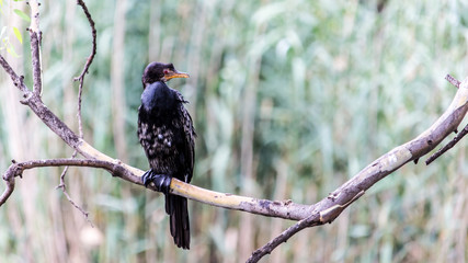 bird on branch