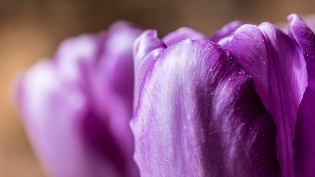 purple tulip close up