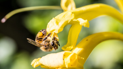 Naklejka premium bee on flower
