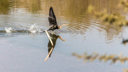 Crane in flight