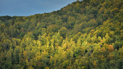 Fototapeta premium Forest in Autumn, sunlight beam through clouds