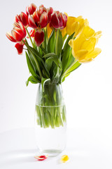 vase eau tulipes eau blanc vert rouge jaune
