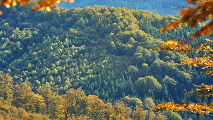 Fototapeta na wymiar Forest in early Autumn