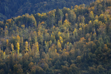Aerial view of forest in late Autumn