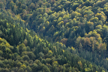 Pinewood forest in early Autumn