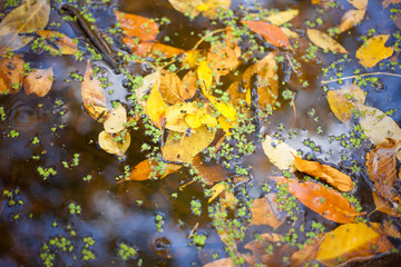 Fototapeta na wymiar autumn leaves on water