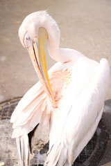 pink flamingo in zoo