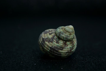 SEA'S SNAIL