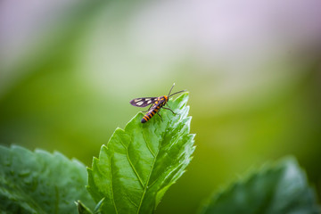 Insect with alternating black and yellow strips in its body resting on a leaf.