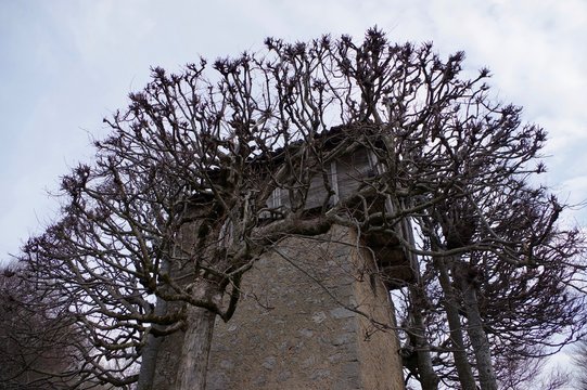 Stalle alberi e nuvole in montagna
