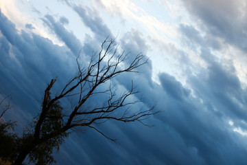 tree and darkness sky