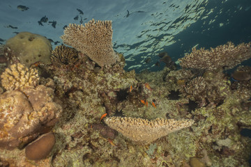 Coral reefs and water plants in the Red Sea, Eilat Israel