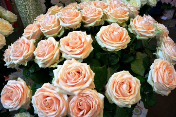 Spring Flowers in The Netherlands